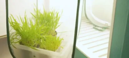 Plante_ChambreCroissance