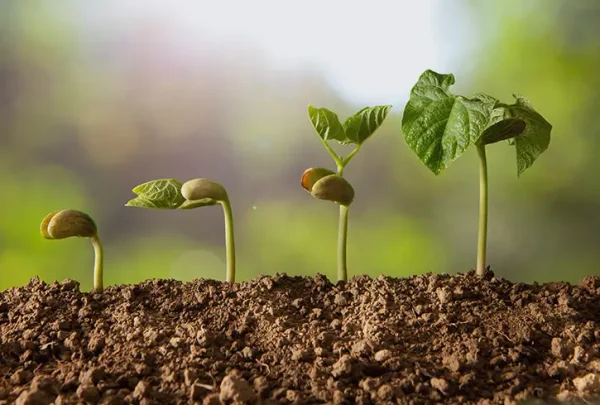 Stress abiotique – biostimulant agricole